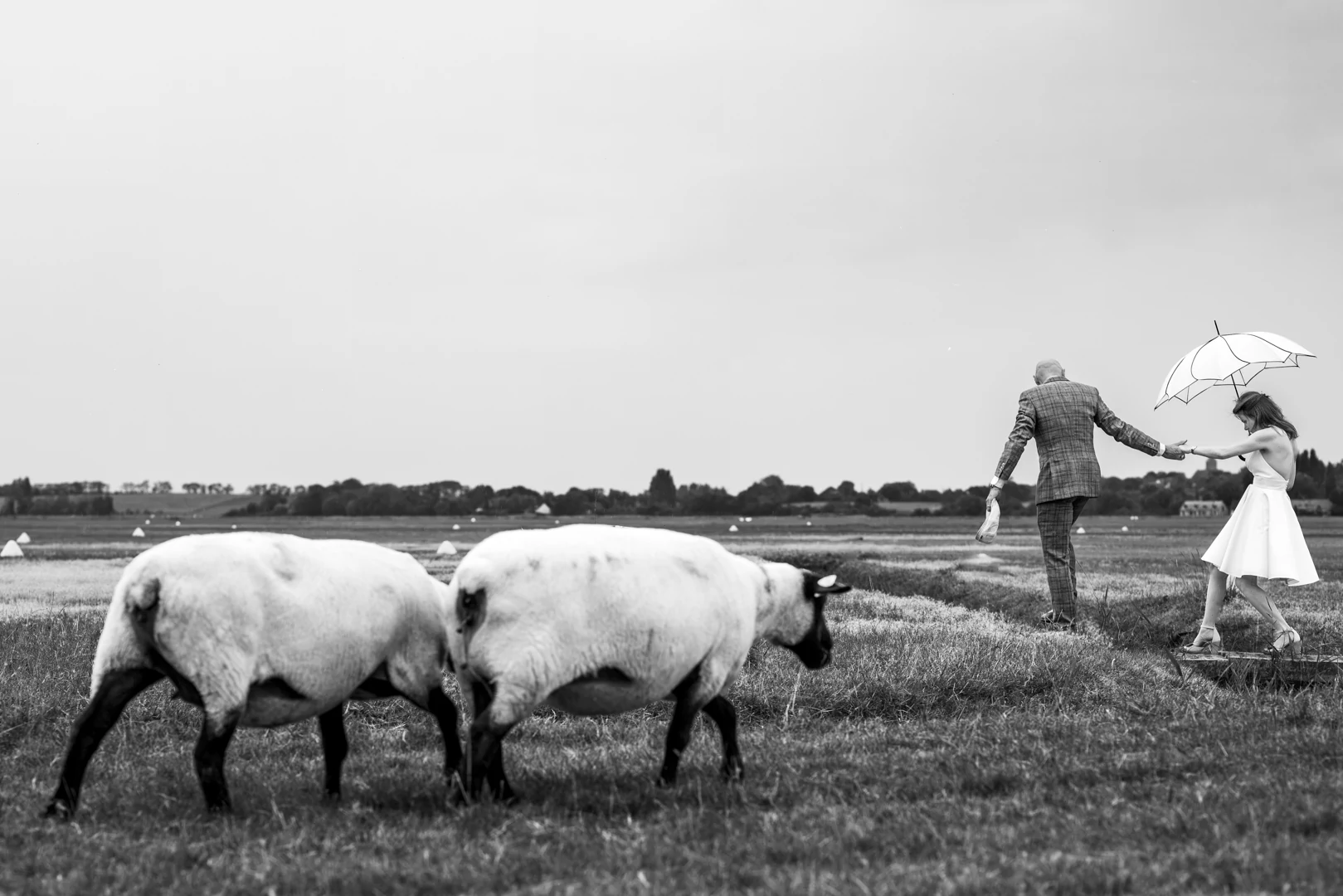 En noir et blanc, deux moutons paissent au premier plan sur les herbus pendant que le marié aide la mariée à franchir un fossé, au loin — after-wedding dans la baie du Mont-Saint-Michel — Arnaud Chapelle