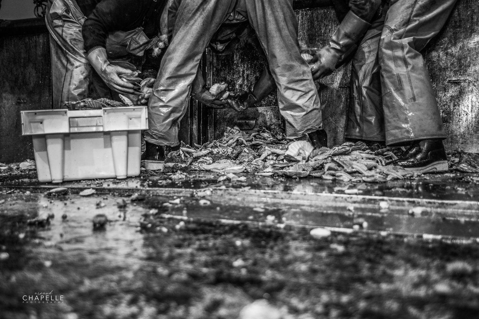Les pieds des marins dans l'eau et les coquilles, une caisse de tri, en noir et blanc — Arnaud Chapelle