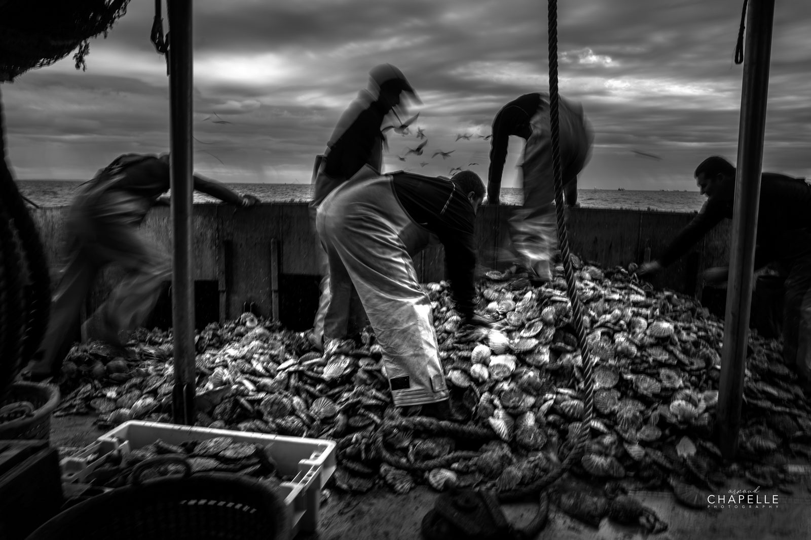Les marins penchés sur le tas de coquilles Saint-Jacques, en noir et blanc — Arnaud Chapelle