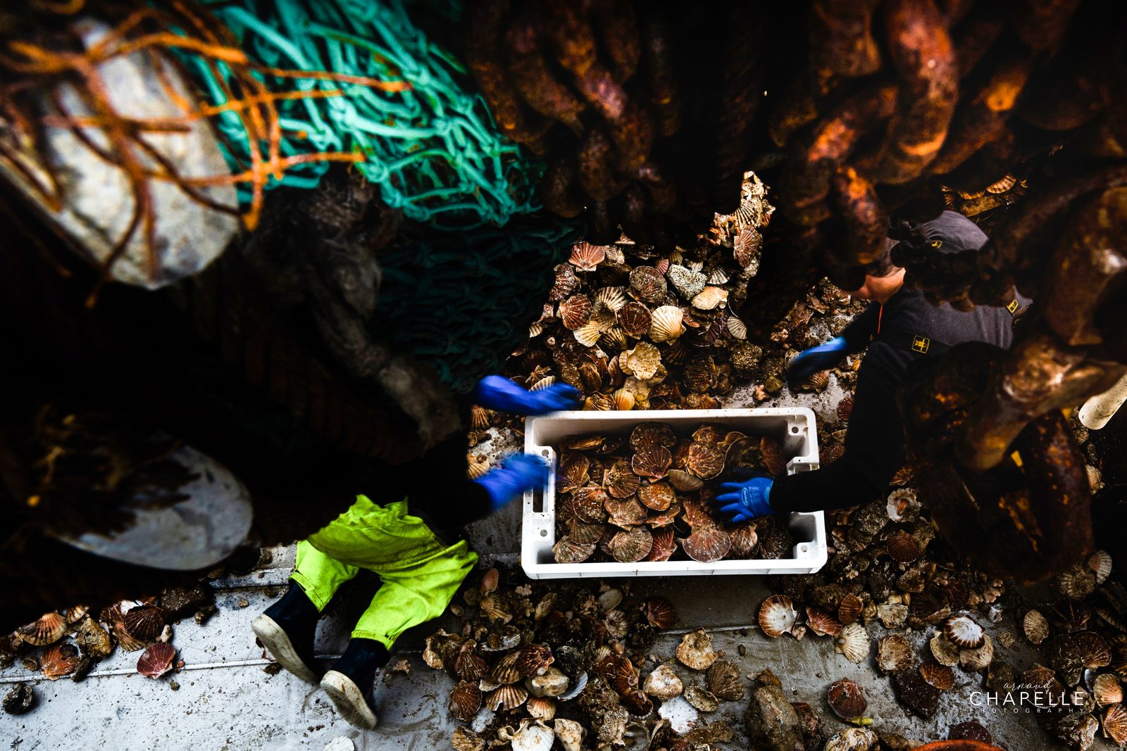 Vue d'en haut : les mains gantées trient les coquilles dans la caisse — pêche à la coquille Saint-Jacques — Arnaud Chapelle