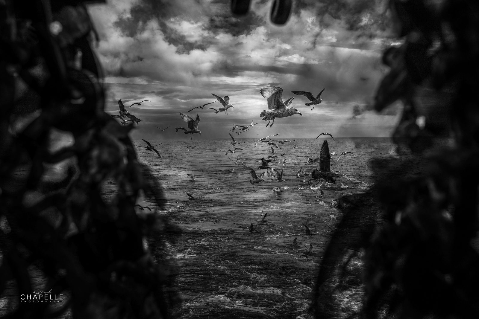 Les goélands suivent le bateau au-dessus de la mer, en noir et blanc — Arnaud Chapelle
