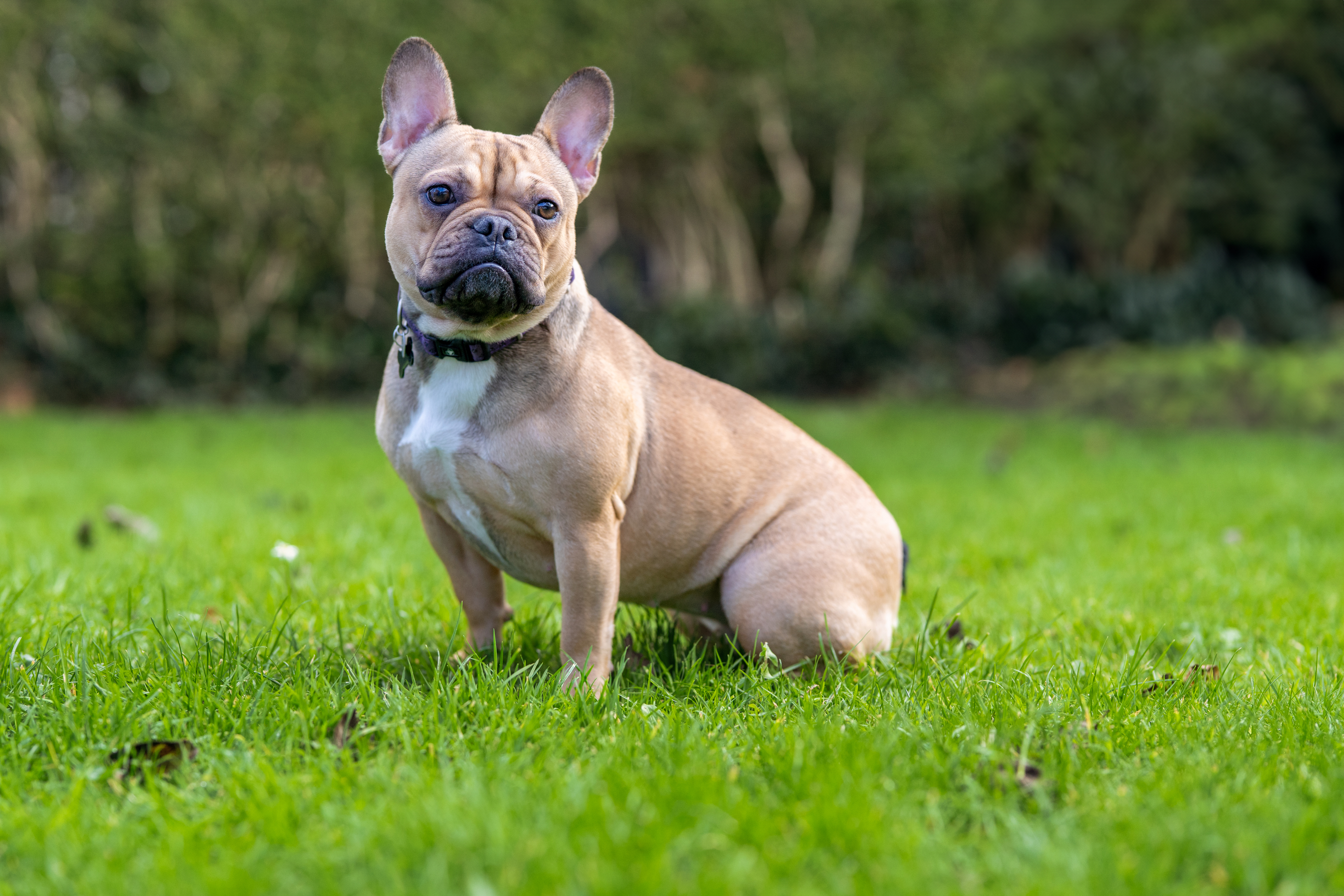 Portrait animalier bouledogue français Atchi en extérieur — Arnaud Chapelle Photographe Normandie
