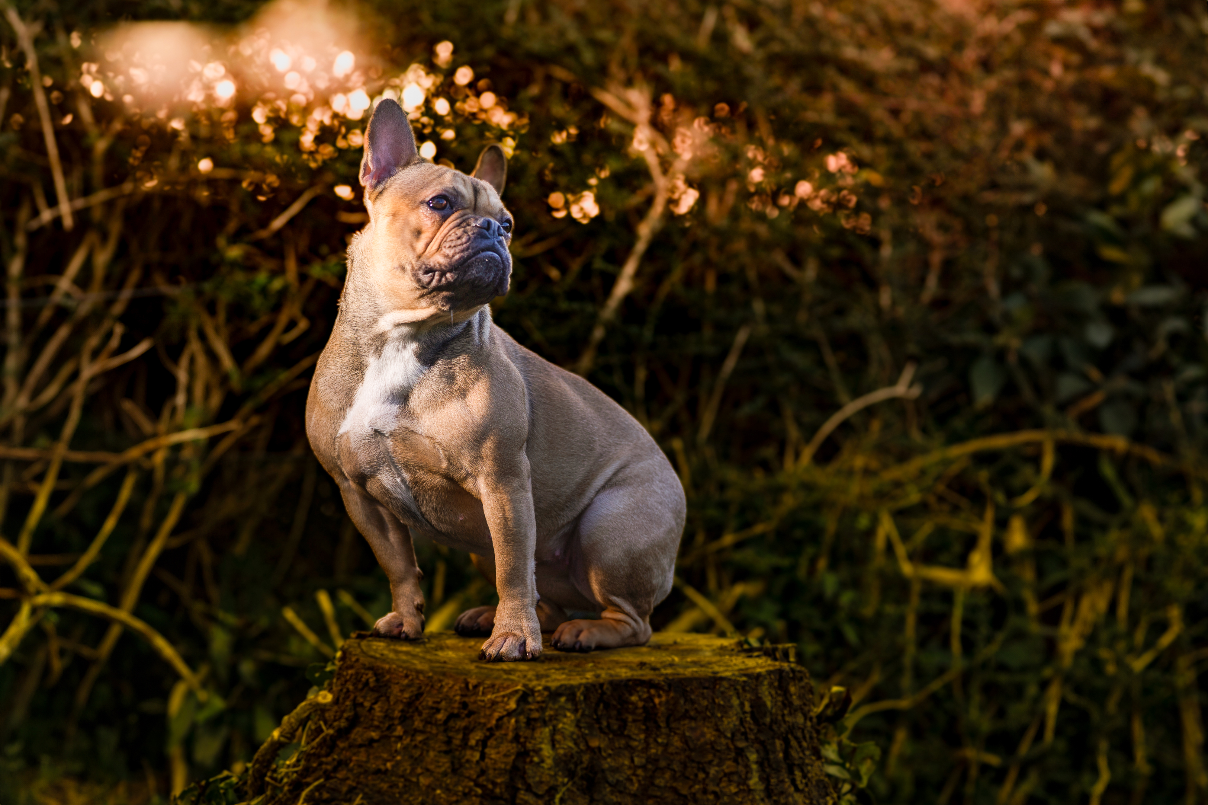 Séance photo chien bouledogue français jardin Manche — Arnaud Chapelle photographe animalier Normandie