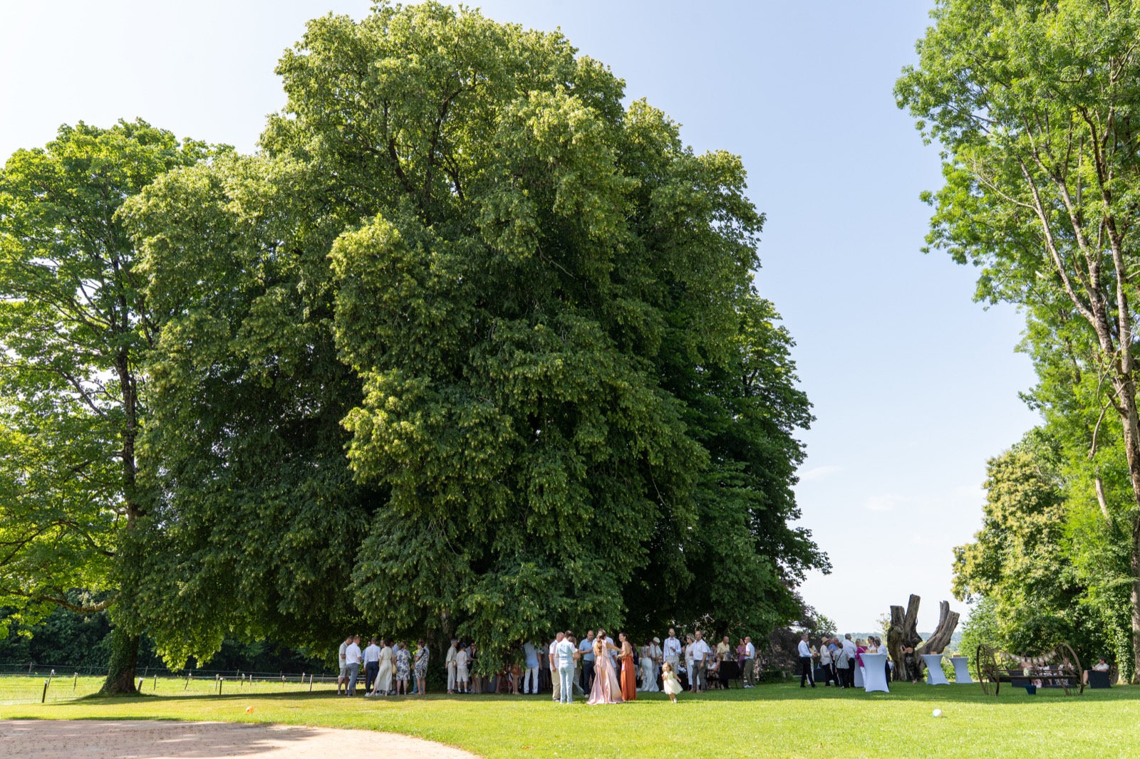 Les invités réunis sous un arbre centenaire du parc — mariage à La Lucerne-d'Outremer, près de Granville — Arnaud Chapelle